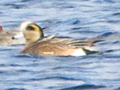 American Wigeon